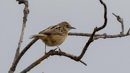 Zitting Cisticola