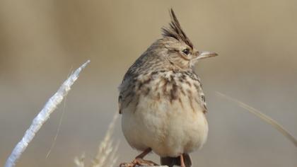 Crested Lark