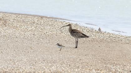 Eurasian Curlew