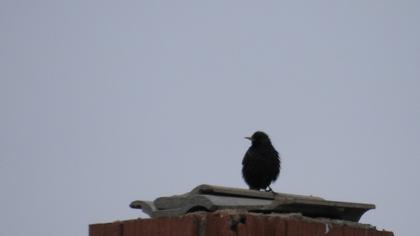 Common Starling