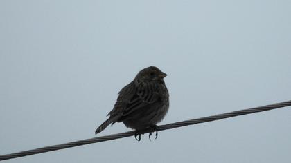 Corn Bunting