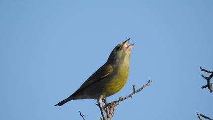 European Greenfinch