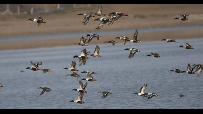 Northern Shoveler