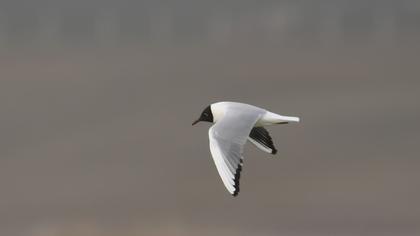 Black-headed Gull