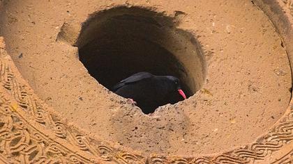 Red-billed Chough