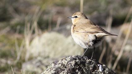 Isabelline Wheatear
