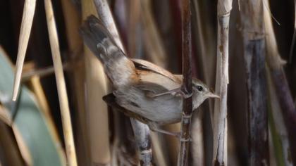 Cetti`s Warbler