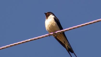 Barn Swallow