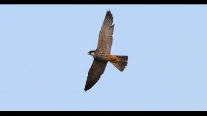 Eurasian Hobby