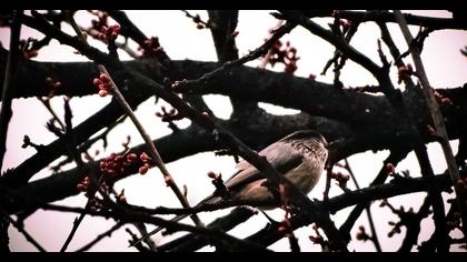 Uzunkuyruklu baştankara
