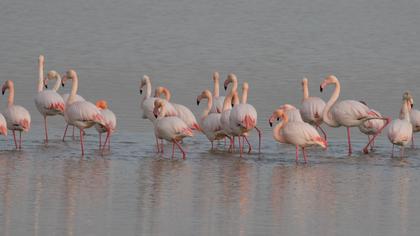 Greater Flamingo