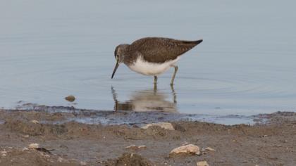 Green Sandpiper