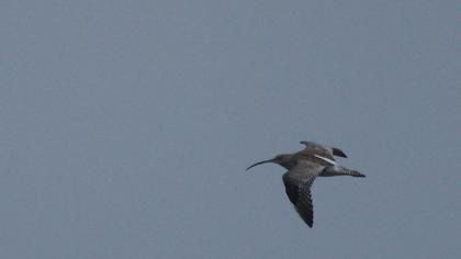 Eurasian Curlew