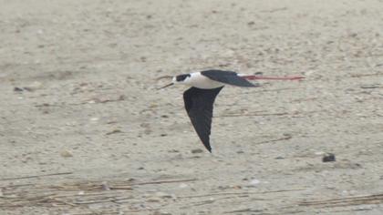 Black-winged Stilt