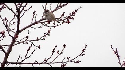 Eurasian Tree Sparrow