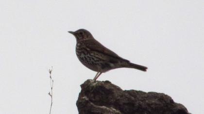 Song Thrush