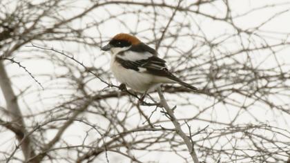 Woodchat Shrike