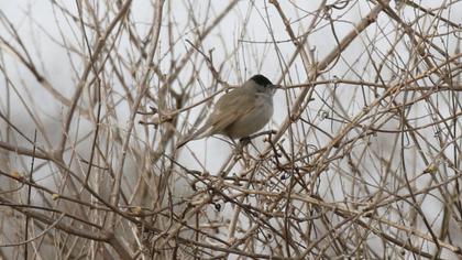 Eurasian Blackcap