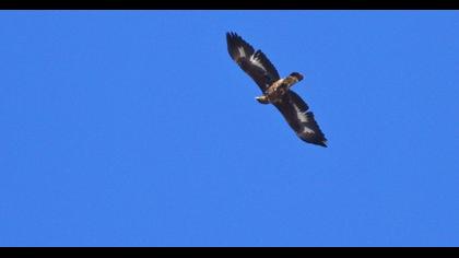 Golden Eagle