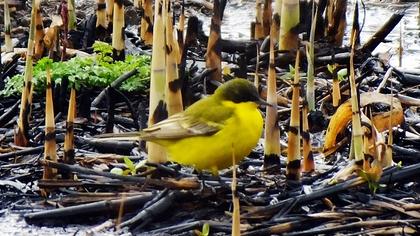 Western Yellow Wagtail