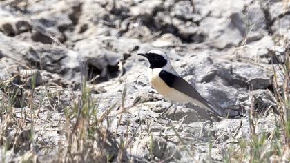 Black-eared Wheatear