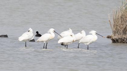 Eurasian Spoonbill