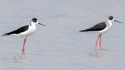 Black-winged Stilt