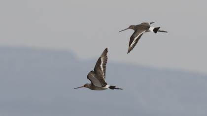 Black-tailed Godwit