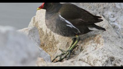 Common Moorhen