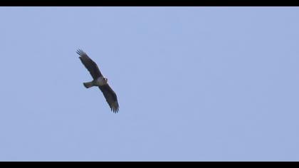 Bonelli`s Eagle