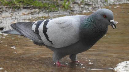 Rock Dove