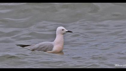 Slender-billed Gull