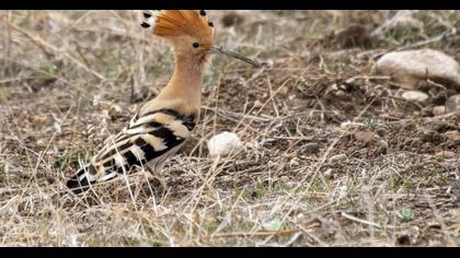 Eurasian Hoopoe