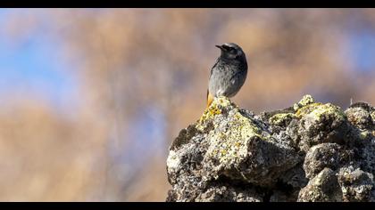 Black Redstart