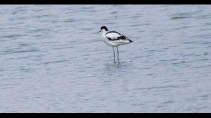 Pied Avocet