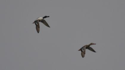Northern Shoveler
