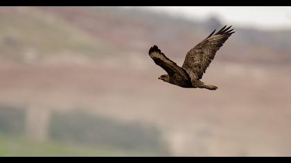 Common Buzzard