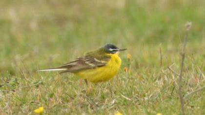 Western Yellow Wagtail