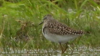 Wood Sandpiper