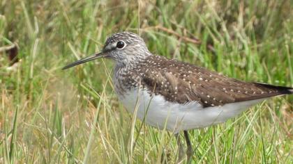 Green Sandpiper