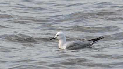 Slender-billed Gull