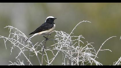 Pied Wheatear