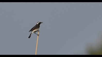 Cyprus Wheatear