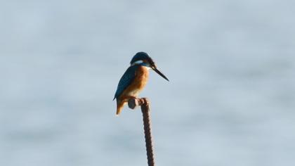 Common Kingfisher