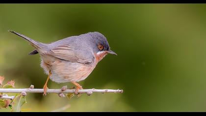 Subalpine Warbler