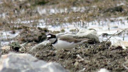 Little Ringed Plover