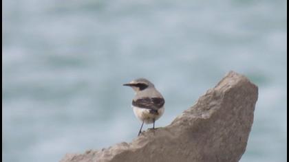 Northern Wheatear