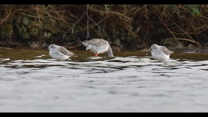 Marsh Sandpiper