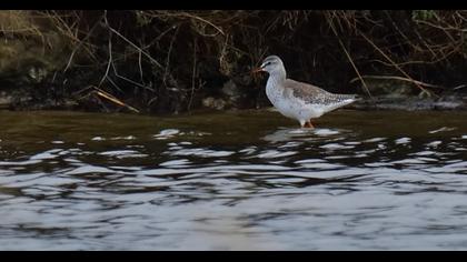 Spotted Redshank