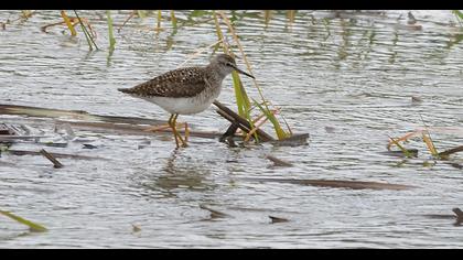 Wood Sandpiper